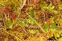 Lycopodiella inundata Lycopodiella inundata